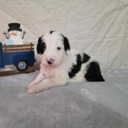 Confetti - Black and white male Sheepadoodle puppy in Weatherford, Texas from Oodles of poodles and doodles