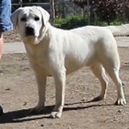Blaze - Labrador Retriever