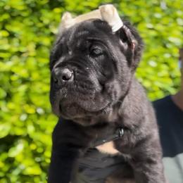 Female 2 - Black female Cane Corso puppy in California from Donato Kennels