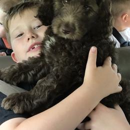Bernedoodle and Goldendoodle Puppies from Bailey Mountain Doodles