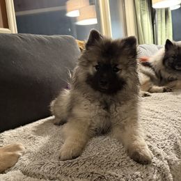 Pudding - Keeshond puppy in Sheboygan, Wisconsin from Peregrine Keeshond