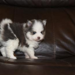 Paxton - Blue male Pomsky puppy in Coos Bay, Oregon from Ocean View Pomskies