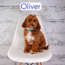 Oliver - Red  male Goldendoodle puppy in Calhoun, Georgia from Happy Top Doodles