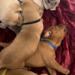Labrador Retriever Puppies from Britt Turner