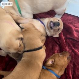 Labrador Retriever Puppies from Britt Turner