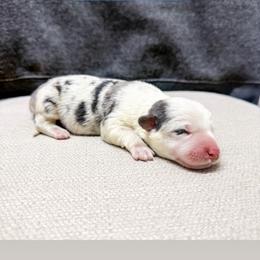 Brooks - Blue merle and white male American Corgi puppy in Pahrump, Nevada from Desert Sunset Corgis