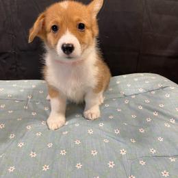 Happy - Red male Pembroke Welsh Corgi puppy in Barstow, California from Caldwell’s Corgis of Southern California