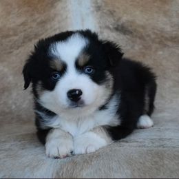 Arc - Black tri male Miniature Australian Shepherd puppy in Sw, Wisconsin from Driftless Australian Shepherds