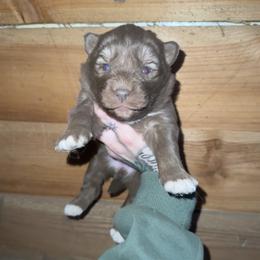 Girl 1 - Brown and white female Siberian Husky puppy in Iron River, Wisconsin from Wiemeri Siberians
