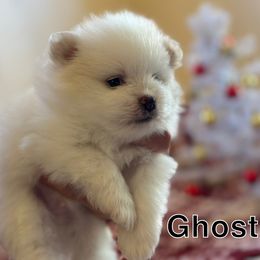 Ghost - White male Pomeranian puppy in Antioch, California from Munoz pomms