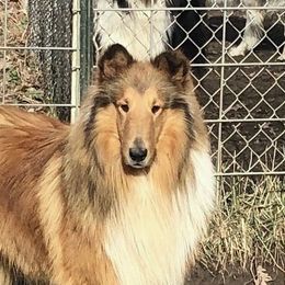 Chance - Collie