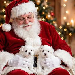 Shichon and Shih Tzu Puppies from Angie’s Teddy Bear Puppies Minnesota