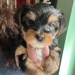 Frankie J - Black and tan male Yorkshire Terrier puppy in Beavercreek, Ohio from The Yorkie Den, LLC