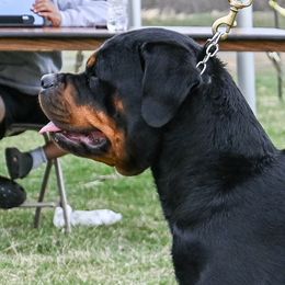 Rottweilers from CAMILA MICHELLI