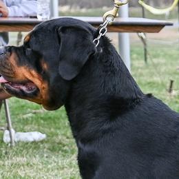 Rottweilers from CAMILA MICHELLI