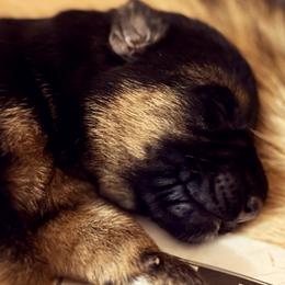 German Shepherd Puppies from vom Hermes German Shepherds