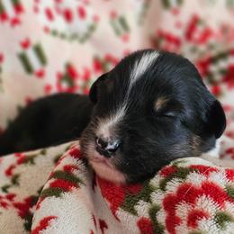 Fudge boy 4 - Black tri-color male Australian Shepherd puppy in Tehachapi, California from Astralvale Aussies