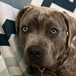 Aussiedoodles, Companion Crosses, and Poodles from BoujeeDoodles