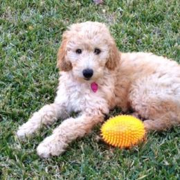 Double Doodle, Goldendoodle, and Labradoodle Puppies from Dixie Magnolia Doodles
