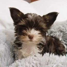 Rue - Yorkshire Terrier