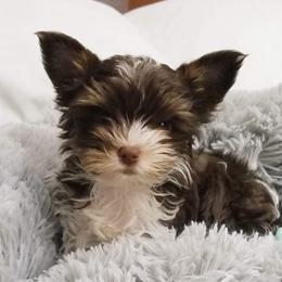 Rue - Yorkshire Terrier