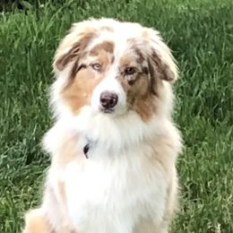 Glory - Australian Shepherd