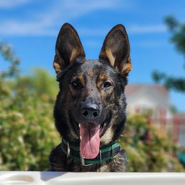 Mallan - German Shepherd