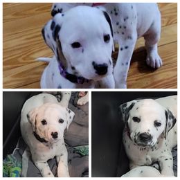 Dalmatian Puppies from Delaney's Dalmatians