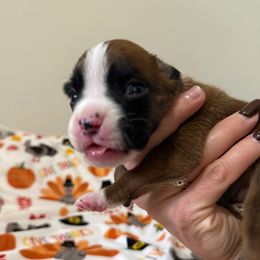 Pearl - Fawn female Boxer puppy in Jamesville, New York from Reynolds Homestead Boxers