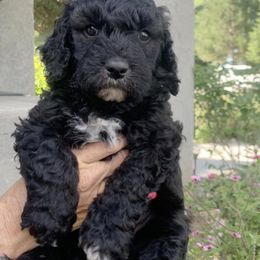 Aussiedoodles, Goldendoodles, and Labradoodles from Patriot Family Paws