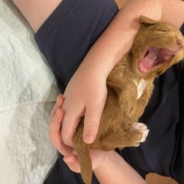 Australian Labradoodle Puppies from Salona Australian Labradoodles