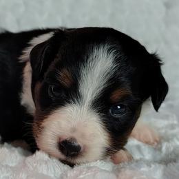 Harmony - Black tri female Toy Australian Shepherd puppy in Muskogee, Oklahoma from Tagalong Lane Australian shepherds