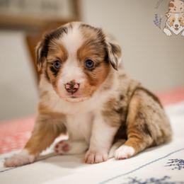 Independence - Red merle female Miniature Australian Shepherd puppy in San Antonio, Texas from Wigglebutts Unlimited