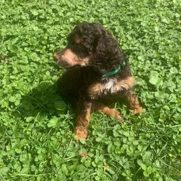 Matt Damon - Phantom male Poodle puppy in Mount Gilead, Ohio from Cats Creek Standard Poodles