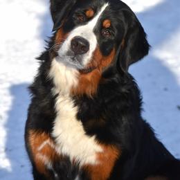 Bernese Mountain Dog puppies from Kallams Bernedoodles & Bernese Mountain Dogs