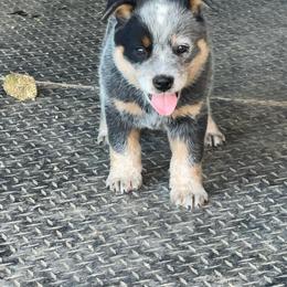 Eddie - Blue speckled male Australian Cattle Dog puppy in Pryor, Oklahoma from Branded Outlaw Cattle Dogs