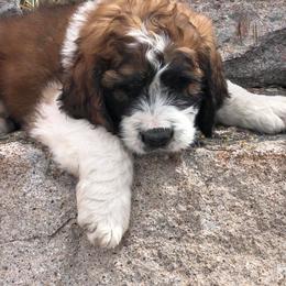 Aussiedoodle, Goldendoodle, Poodle, and Saint Berdoodle Puppies from Rocky Ridge Ranch