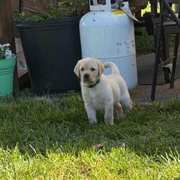 Twix - Yellow male Labrador Retriever puppy in Eugene, Oregon from LakeHouse Labrador Retriever and West Coast Guardian Cane Corso