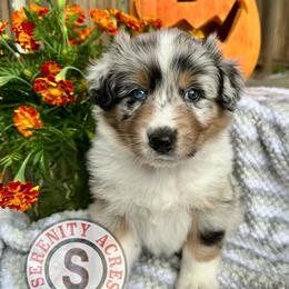Purple Collar - Blue merle male Australian Shepherd puppy in Winston Salem, North Carolina from Serenity Acres Aussies