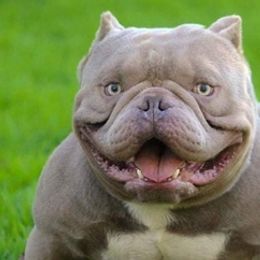 American Bullies from RichPortMiniBulls