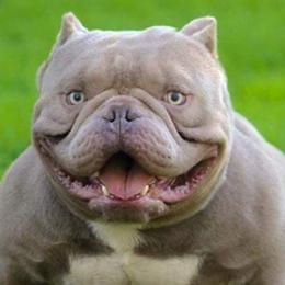 American Bullies from RichPortMiniBulls