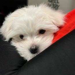 Maltese Puppies from Genice’s Small Wonders