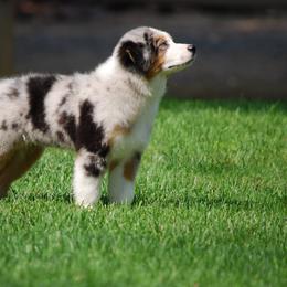 Miniature American Shepherd Puppies from Too Mini Aussies/ Miniature American Shepherds