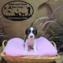 Girl 1 - Liver and white female English Springer Spaniel puppy in Potosi, Wisconsin from Point and Flush Gun Dogs