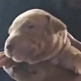 American Pit Bull Terriers and Dutch Shepherds from Van Freiheit working dogs