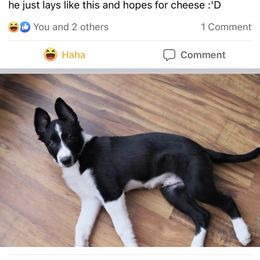 Border Collie Puppies from By Design Farm