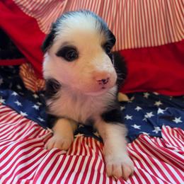 Maggie - Tri-color female Border Collie puppy in Watsontown, Pennsylvania from Kate Gresham