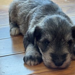 Sadie - Salt and pepper female Miniature Schnauzer puppy in Hull, Georgia from Ardent Miniature Schnauzers of Athens
