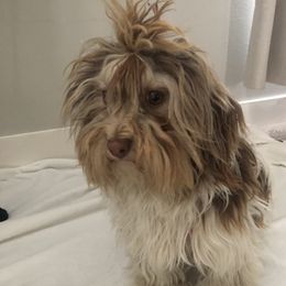 Mila - Havanese