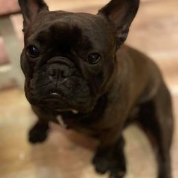 French Bulldogs from Messiahs